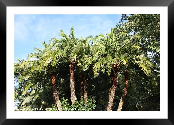 Palm trees Framed Mounted Print by Albert Gallant