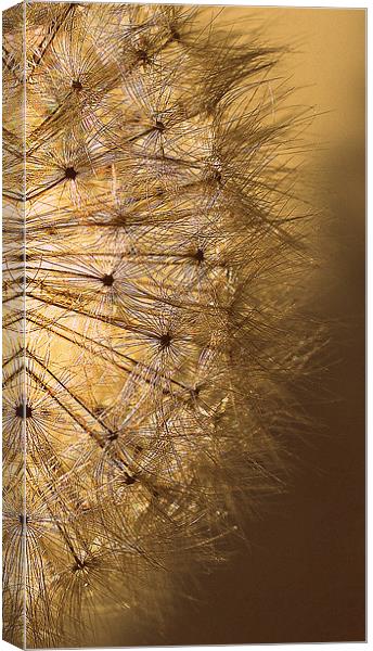 Golden  Dandelion Seedhead.. Canvas Print by Rosanna Zavanaiu