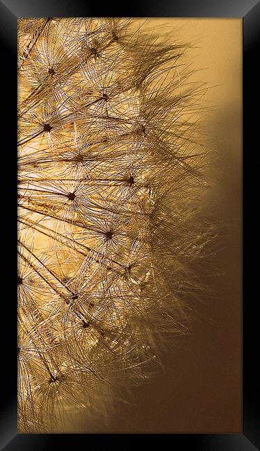 Golden  Dandelion Seedhead.. Framed Print by Rosanna Zavanaiu