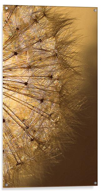 Golden  Dandelion Seedhead.. Acrylic by Rosanna Zavanaiu