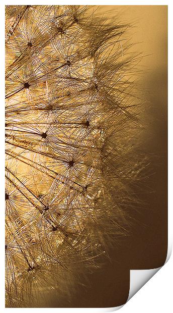 Golden  Dandelion Seedhead.. Print by Rosanna Zavanaiu