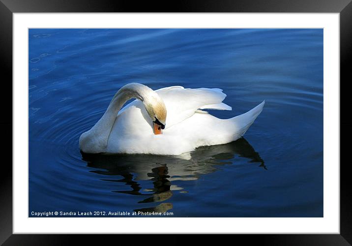 Swan Lake Framed Mounted Print by Sandra Leach