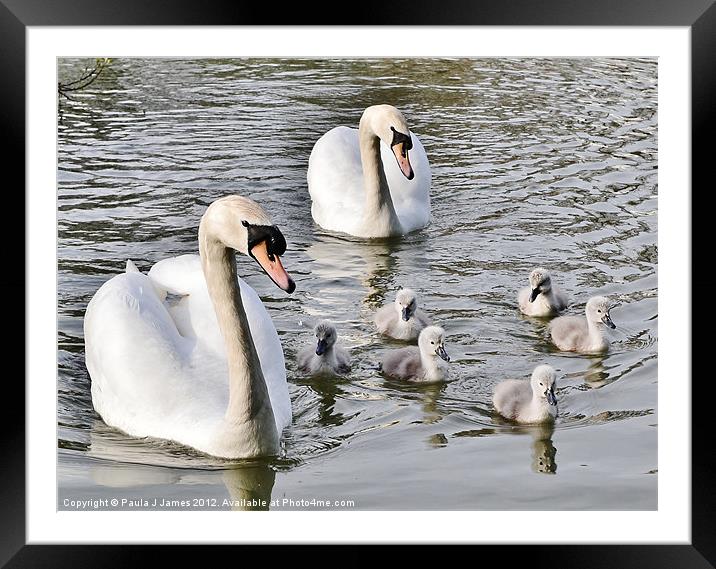 Swans & Cygnets Framed Mounted Print by Paula J James