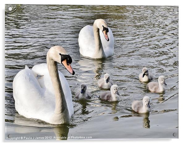 Swans & Cygnets Acrylic by Paula J James