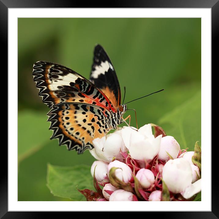 Malay Lacewing Framed Mounted Print by Grant Glendinning