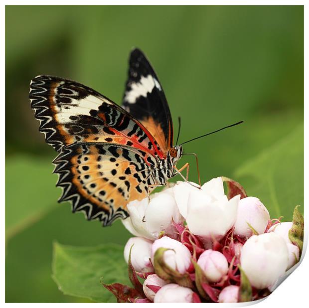Malay Lacewing Print by Grant Glendinning