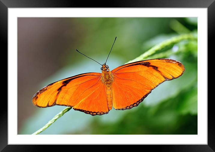 Flame Butterfly Framed Mounted Print by Grant Glendinning