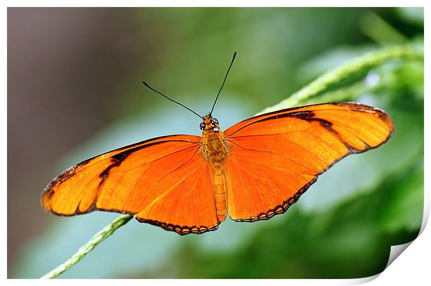 Flame Butterfly Print by Grant Glendinning