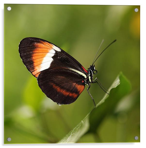 Postman butterfly Acrylic by Grant Glendinning