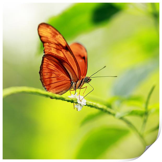 Flame butterfly Print by Grant Glendinning