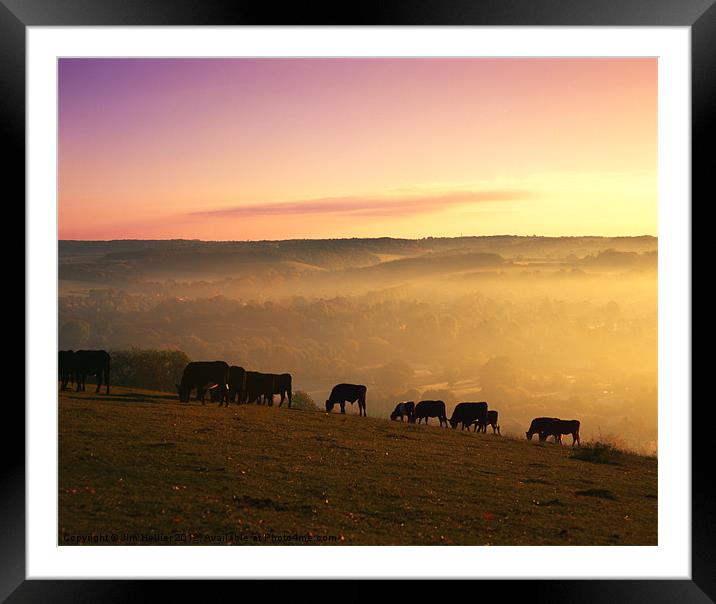 Cattle grazing on Lough Down Framed Mounted Print by Jim Hellier