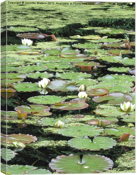 Water Lilies, Nymphaea alba Canvas Print by Jennifer Henderson