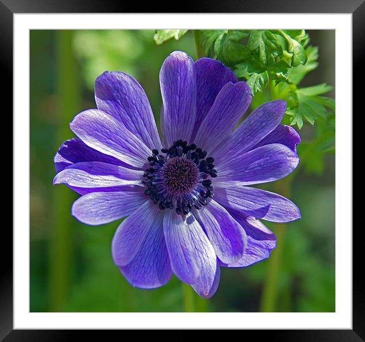 Violet Blue Anemone Framed Mounted Print by Bill Simpson
