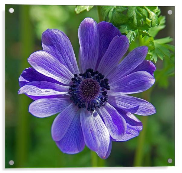 Violet Blue Anemone Acrylic by Bill Simpson