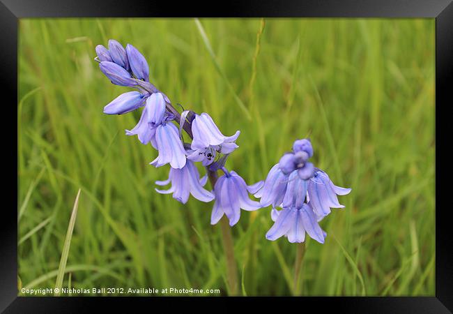 Bluebells in Warwickshire Framed Print by Nicholas Ball