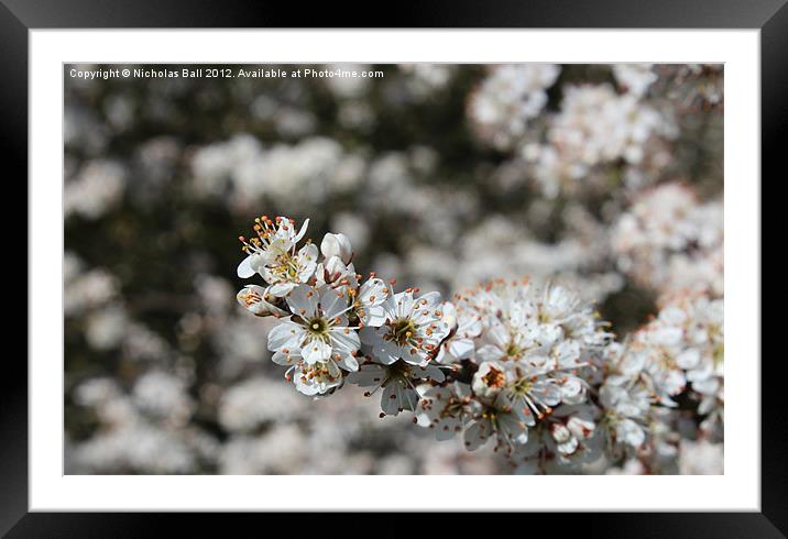 White Cherry Blossom Framed Mounted Print by Nicholas Ball