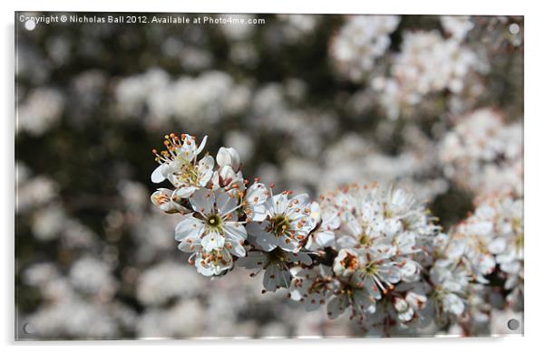 White Cherry Blossom Acrylic by Nicholas Ball