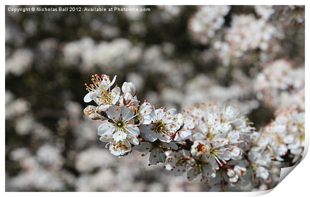 White Cherry Blossom Print by Nicholas Ball