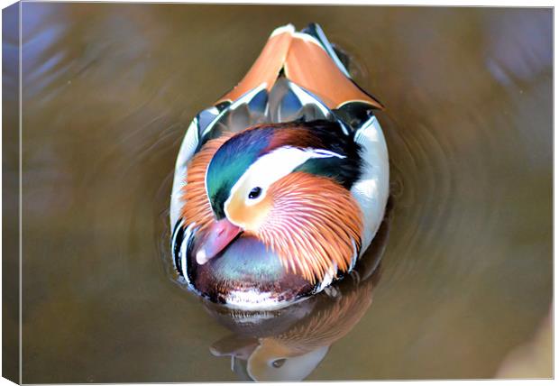 Swimming Mandarin Duck Canvas Print by Neil Ravenscroft