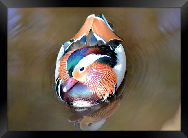 Swimming Mandarin Duck Framed Print by Neil Ravenscroft