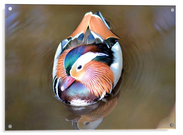 Swimming Mandarin Duck Acrylic by Neil Ravenscroft