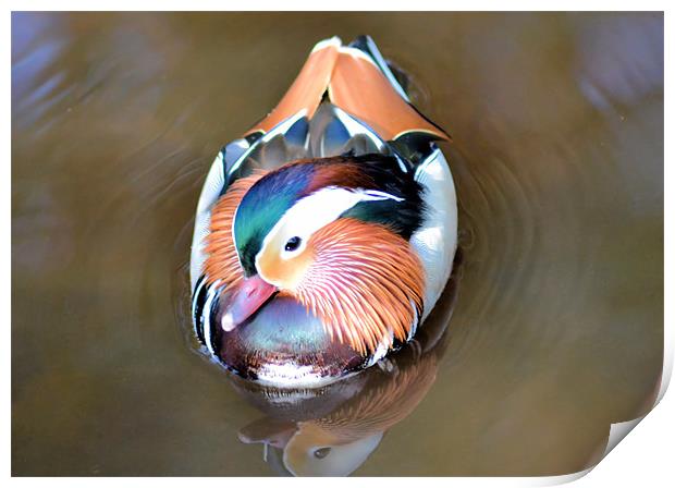 Swimming Mandarin Duck Print by Neil Ravenscroft