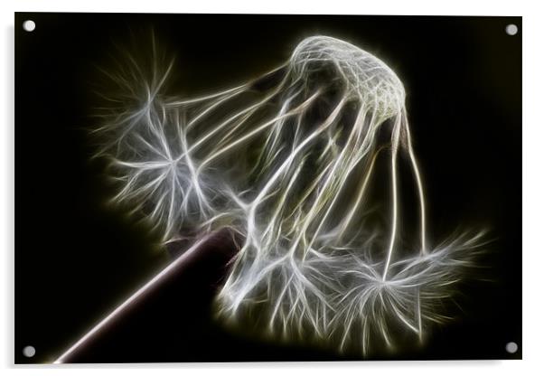 Dandelion art Acrylic by Sam Smith