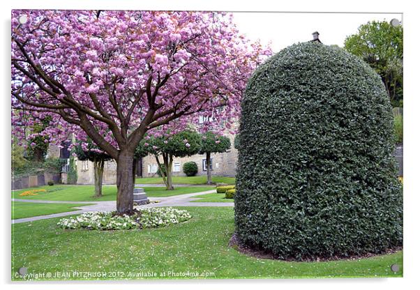 Blossom Tree in Park Holmfirth Acrylic by JEAN FITZHUGH