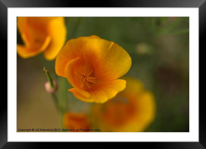Yellow Poppies Framed Mounted Print by LIZ Alderdice