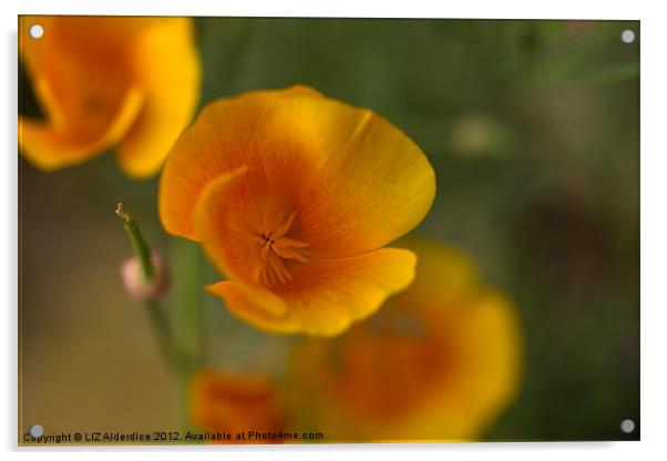 Yellow Poppies Acrylic by LIZ Alderdice