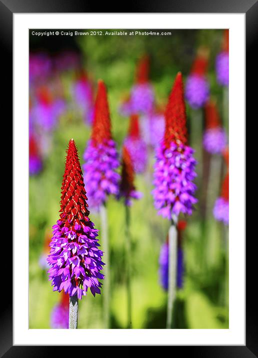 Primula Vialli Framed Mounted Print by Craig Brown