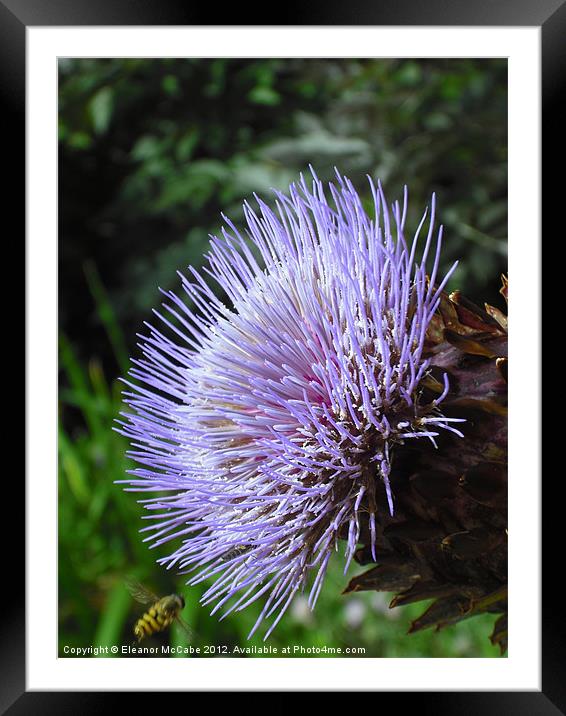 Ouch This is Spiky! Framed Mounted Print by Eleanor McCabe