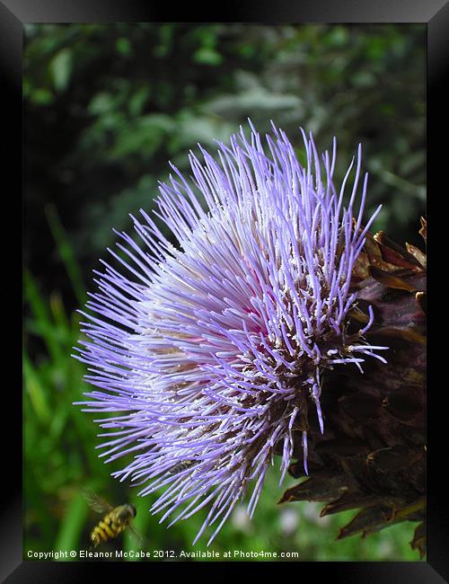 Ouch This is Spiky! Framed Print by Eleanor McCabe