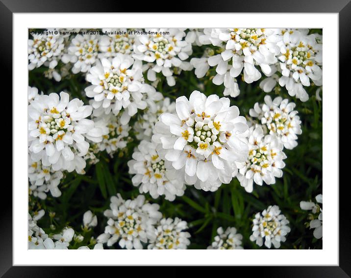 Candytuft Framed Mounted Print by camera man