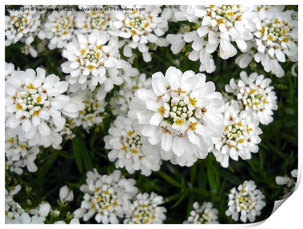 Candytuft Print by camera man