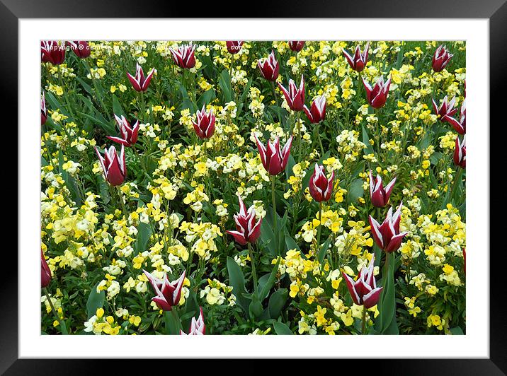 Red White and Yellow Framed Mounted Print by camera man