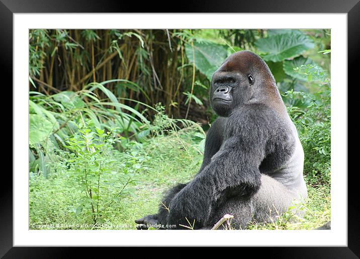 Gorilla Time Framed Mounted Print by Albert Gallant