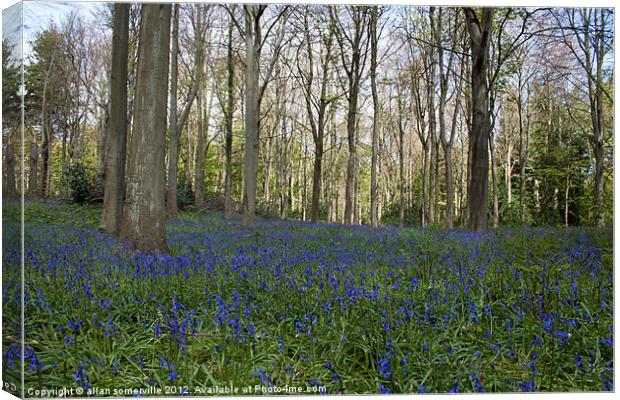 bluebell woods 2 Canvas Print by allan somerville