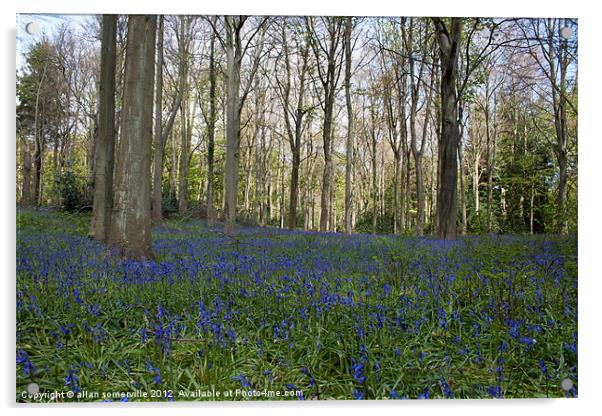bluebell woods 2 Acrylic by allan somerville