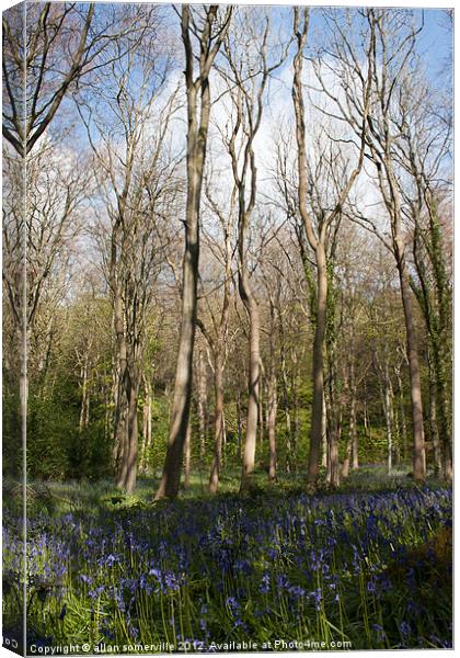 bluebell woods 3 Canvas Print by allan somerville