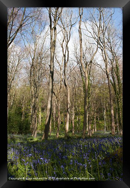 bluebell woods 3 Framed Print by allan somerville