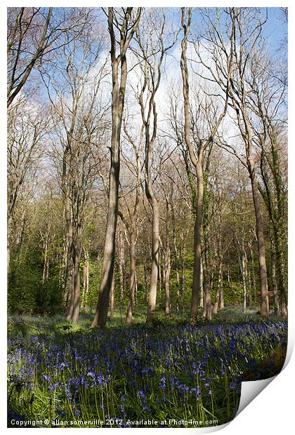 bluebell woods 3 Print by allan somerville