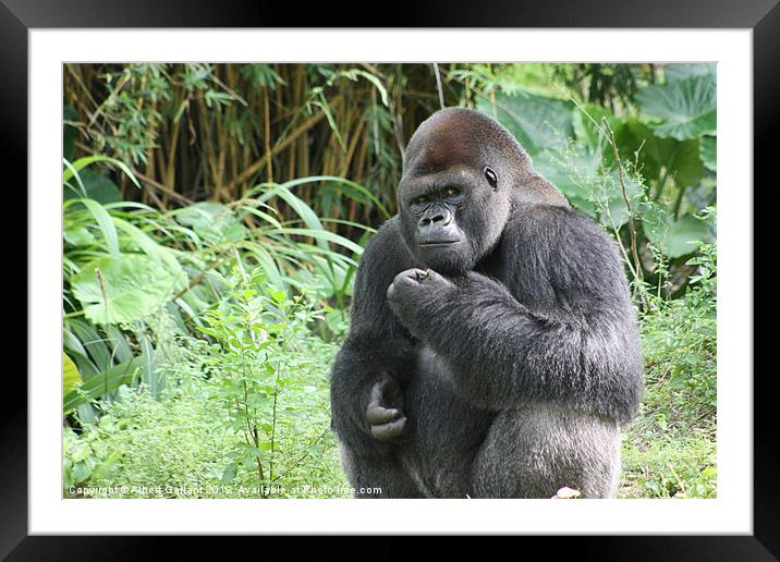 Gorilla Framed Mounted Print by Albert Gallant