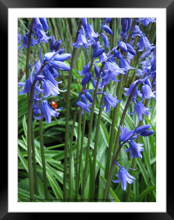 Ladybird in Blubells Framed Mounted Print by Stephen Wakefield