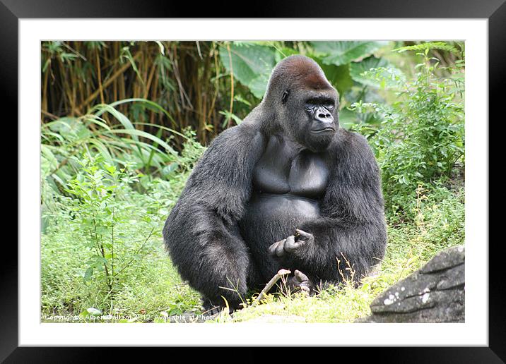 It's a gorilla Framed Mounted Print by Albert Gallant