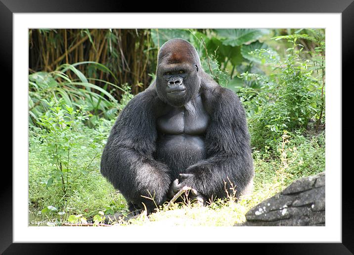 Gorilla Framed Mounted Print by Albert Gallant