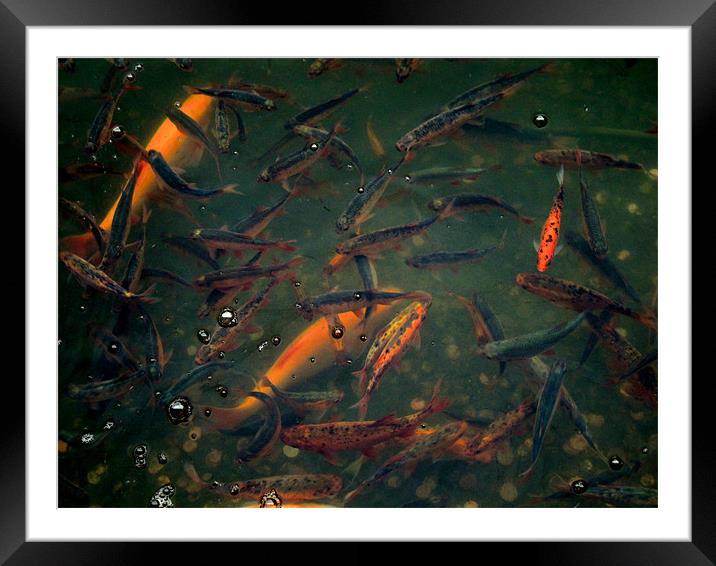 painted fish Framed Mounted Print by Heather Newton