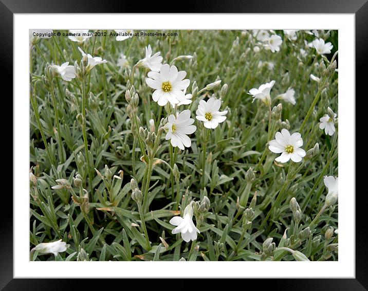 Snow-in-Summer Framed Mounted Print by camera man