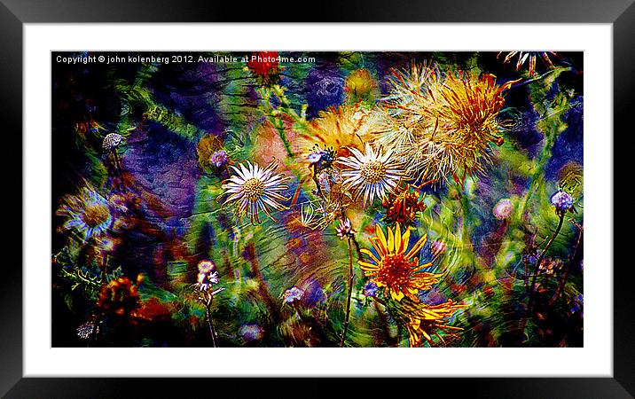 wild flower universe Framed Mounted Print by john kolenberg