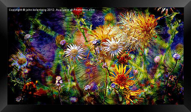 wild flower universe Framed Print by john kolenberg